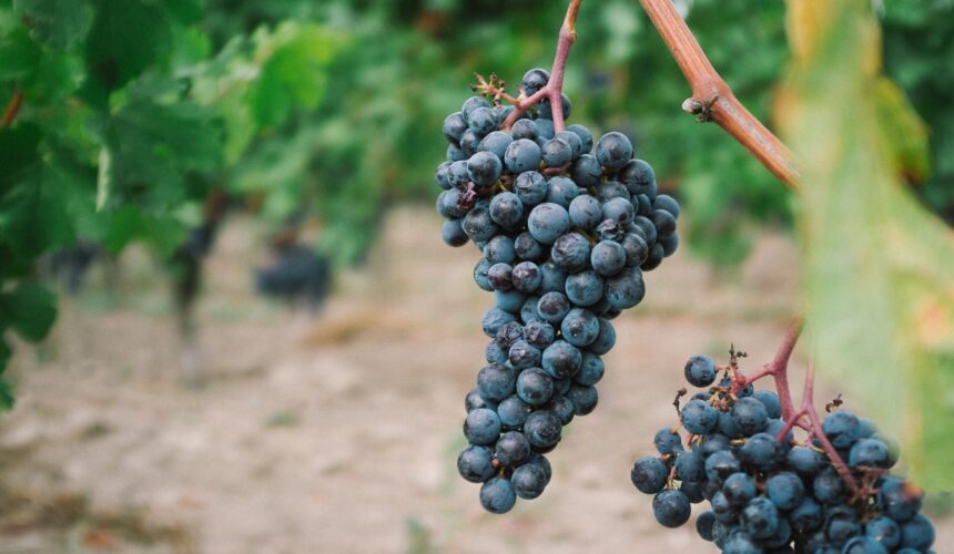 Romans 7:5-6: Bearing Vine-Matched Fruit
